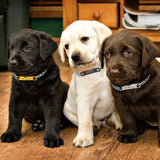 Customized Cat Chain Collar Free Engraved Puppy Kitten ID NamePlate Necklace Anti-lost Pet Collars For Small Dogs Cats Yorkshire